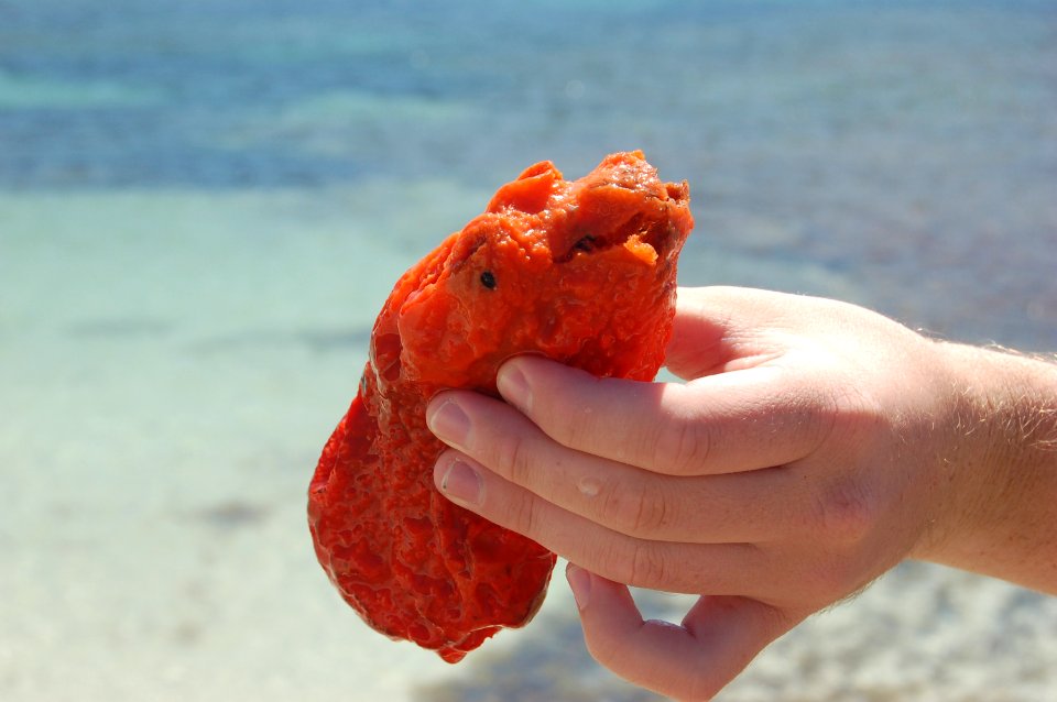 Sea squirt