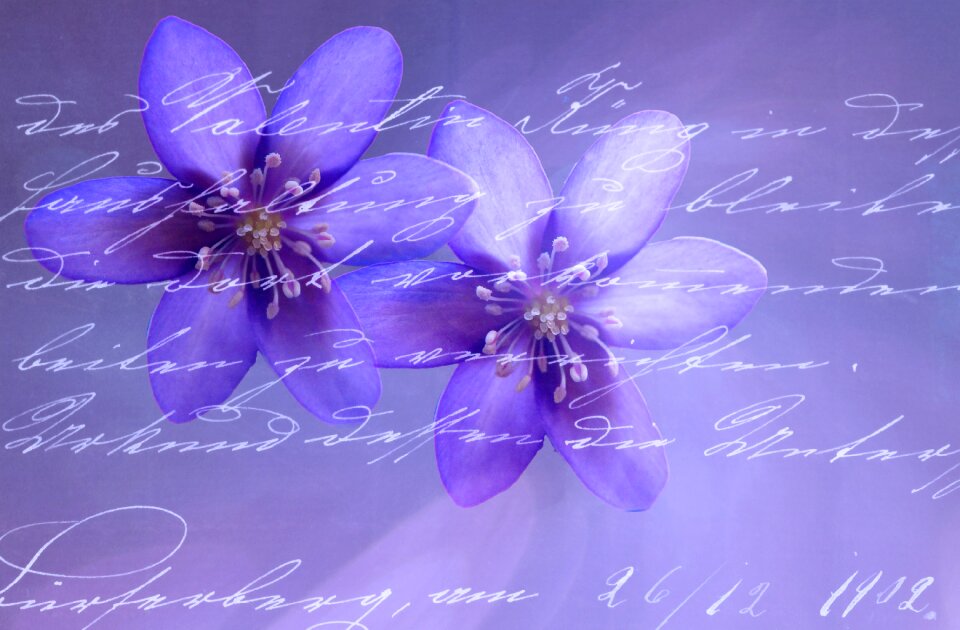 Handwriting flowers blue