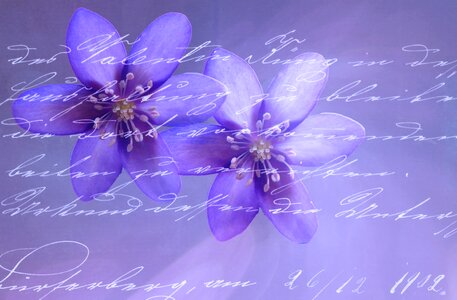 Handwriting flowers blue