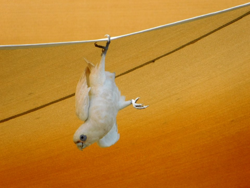Little Corella hanging out