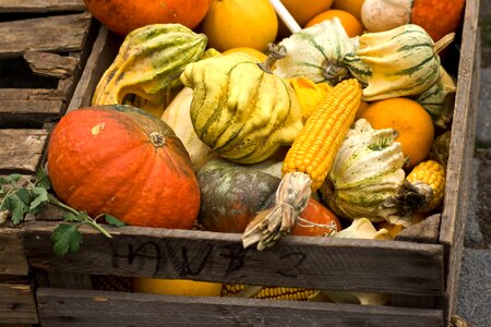 Harvest autumn fall