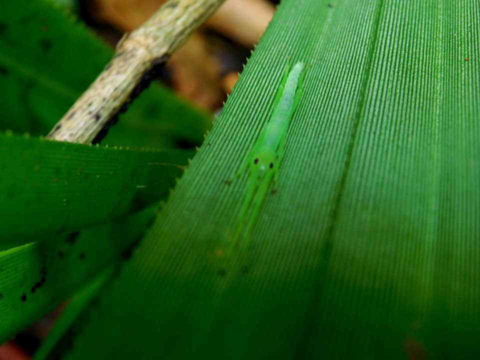 Peppermint stick insect