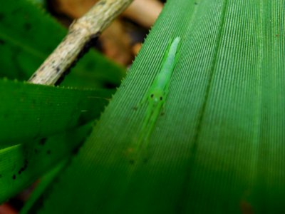 Peppermint stick insect