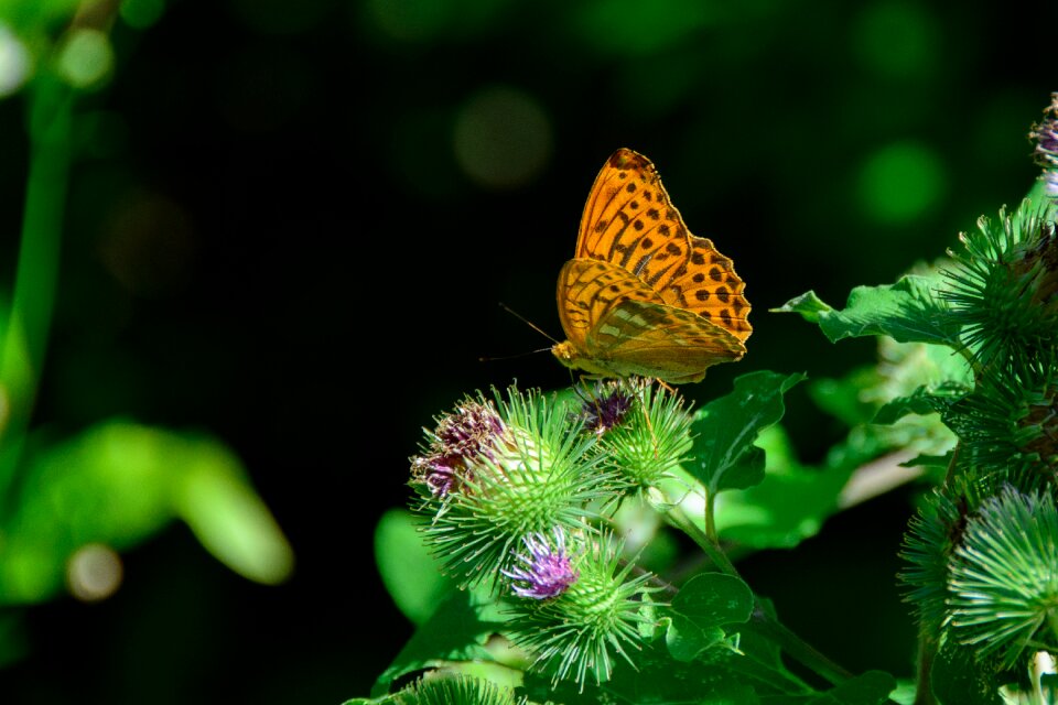 Butterfly nature orange