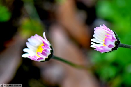 DAM1865 - Margherita (Bellis perennis)