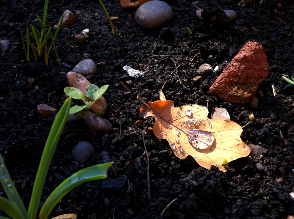 Ground nature rain drop