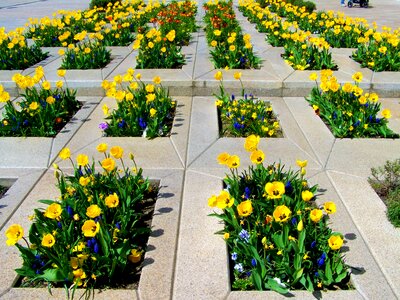 Yellow tulips spring flower pecs