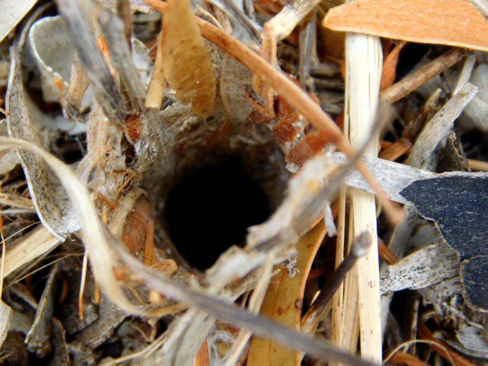 Wolf spider burrow