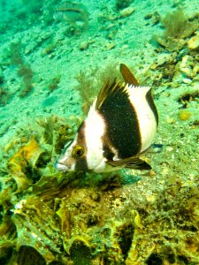 Magpie Perch photo