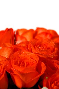 Strauss congratulations bouquet of roses