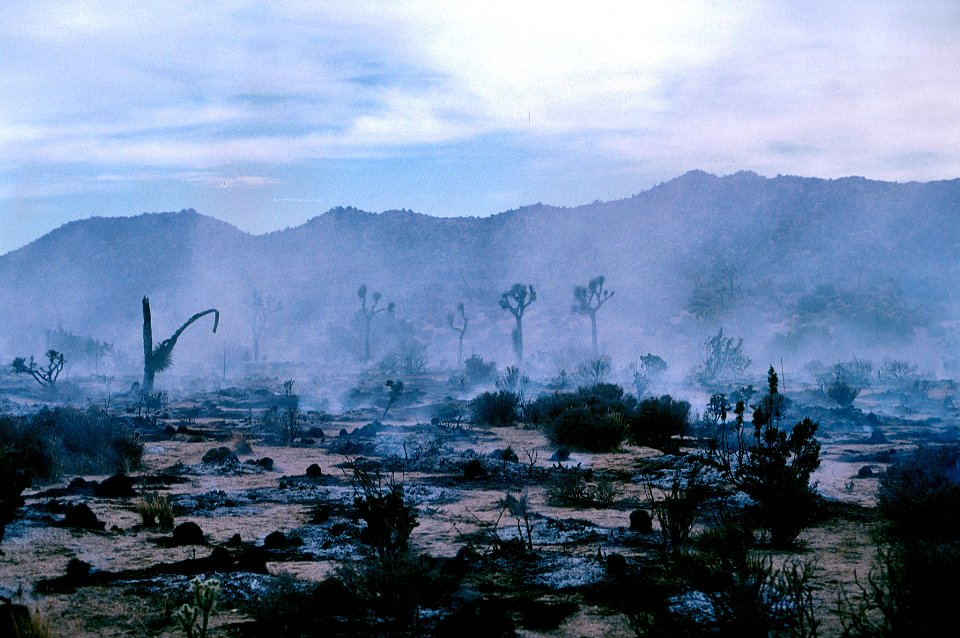 Post-wildfire scene