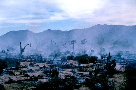 Post-wildfire scene
