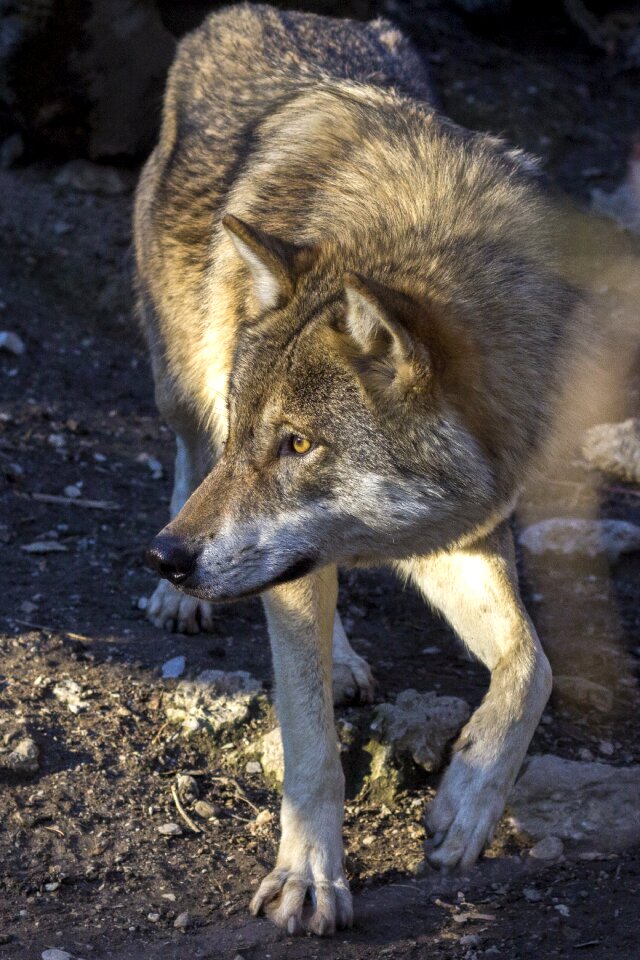 Canis lupus attention paw