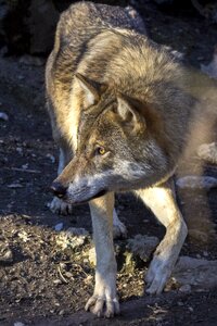 Canis lupus attention paw