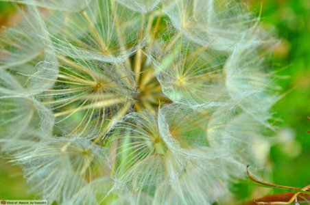 DAM1563 - Jellyfish flower