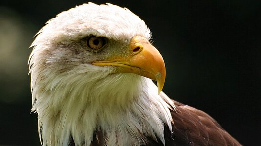Eagle bird portrait