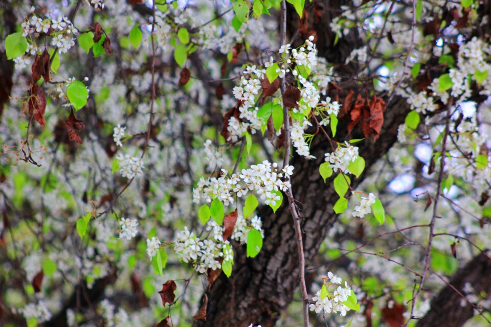 Spring nature blooming