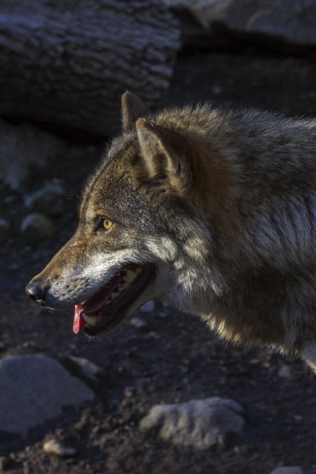 Canis lupus portrait profile