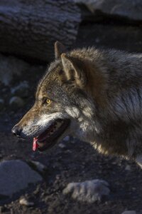 Canis lupus portrait profile