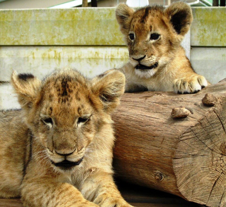 Lion s africa playful