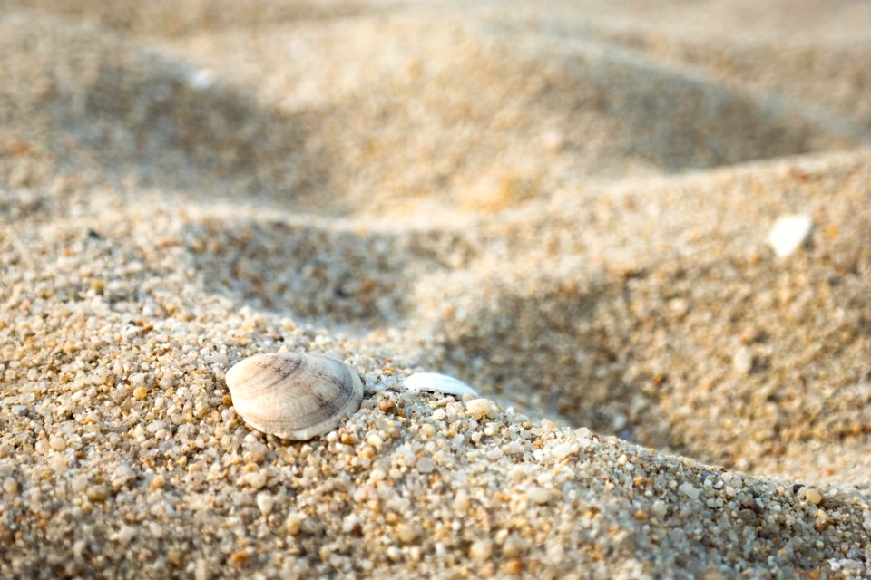 Seashell by the Seashore
