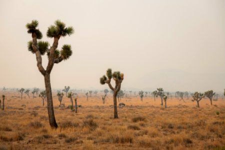 Joshua trees in Queen Valley shrouded in wildfire smoke