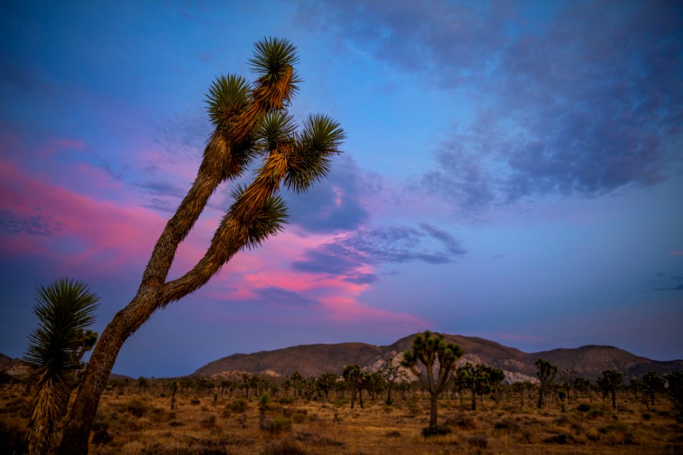 Ryan Mountain at sunset