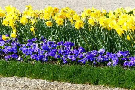 Pansy sun flowers