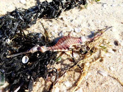 A weedy sea dragon, washed up on a Perth beach photo