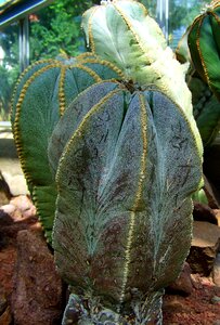 Mexican cactus botanical garden pecs