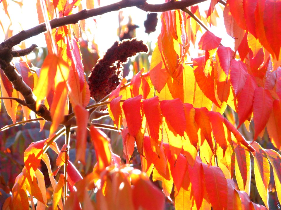 autumn Unirii-Square (38)