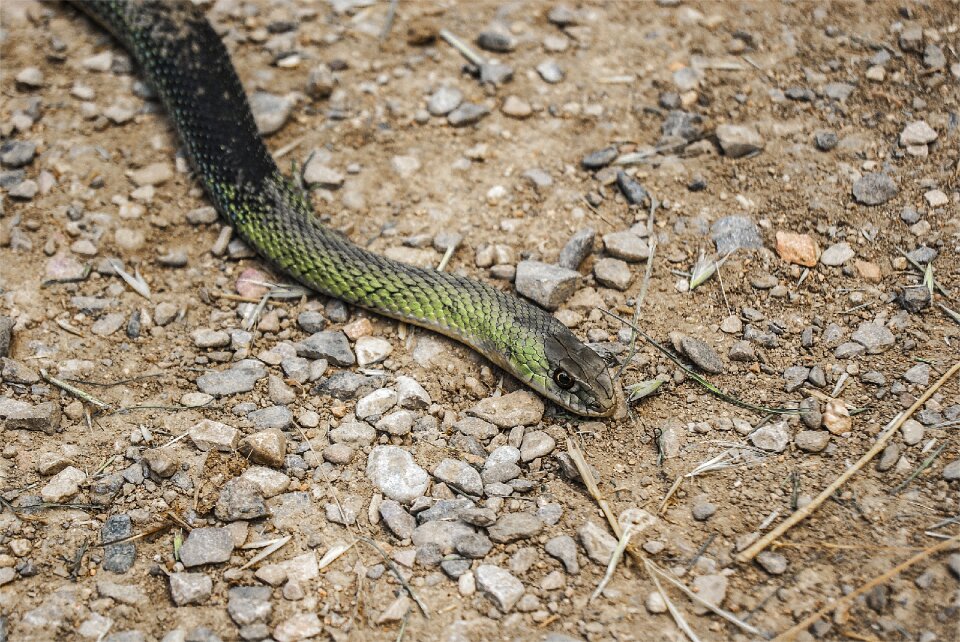 Nature reptile culebra bastarda