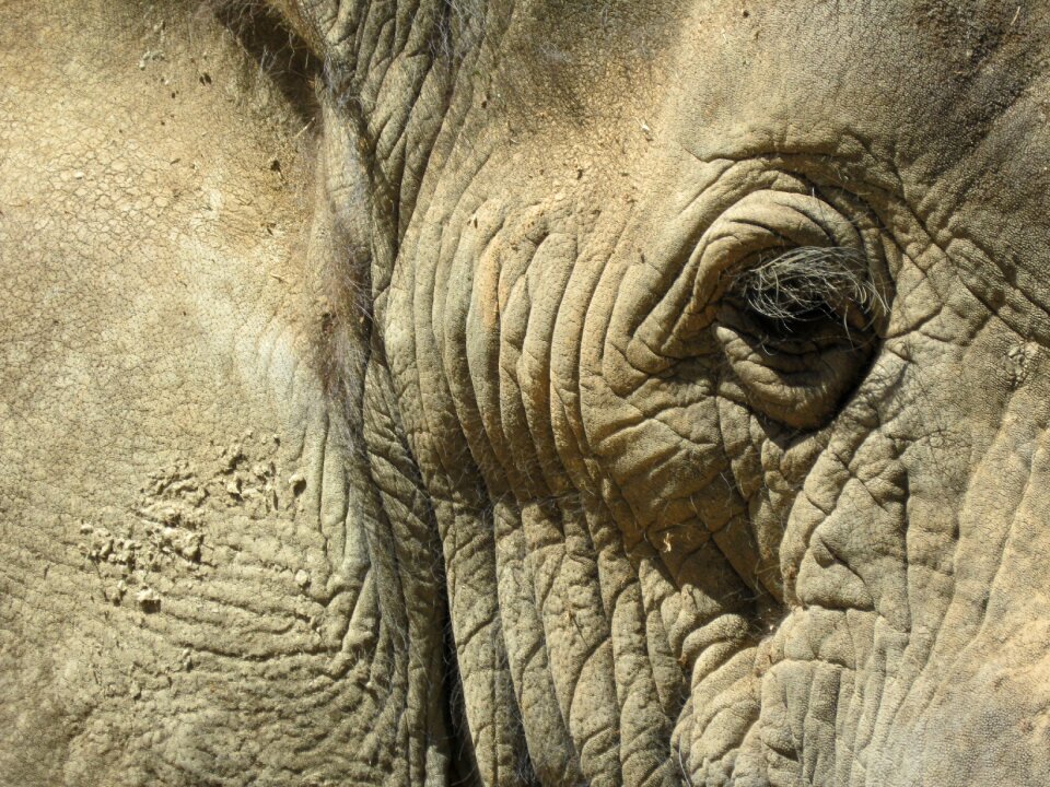 South africa head elephant