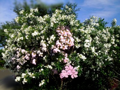 Oleander flowers