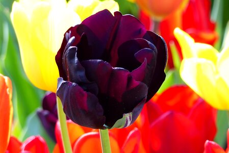 Tulip wine red ludwigsburg germany