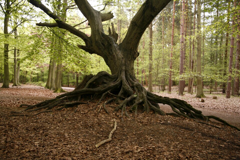 Wood trunk tree photo