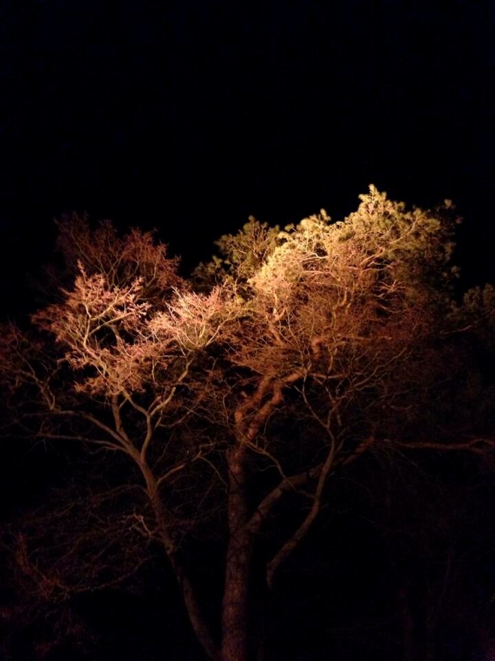 Lighting accommodation tree