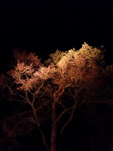 Lighting accommodation tree