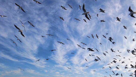 Seagulls clouds sky