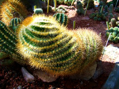 Mexican cactus botanical garden pecs