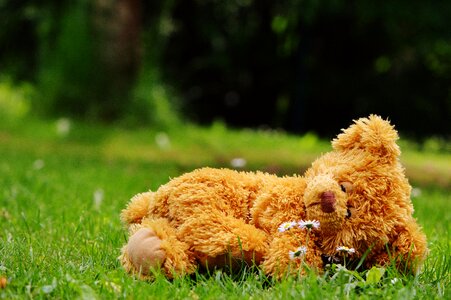Stuffed animal teddy cute