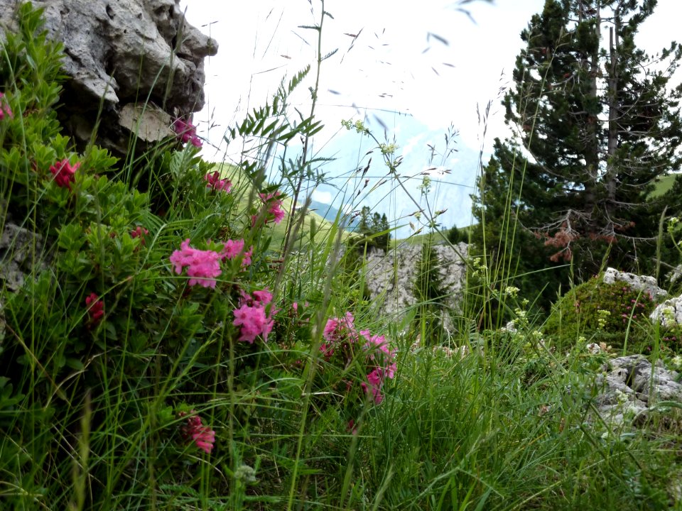 Fiori delle dolomiti