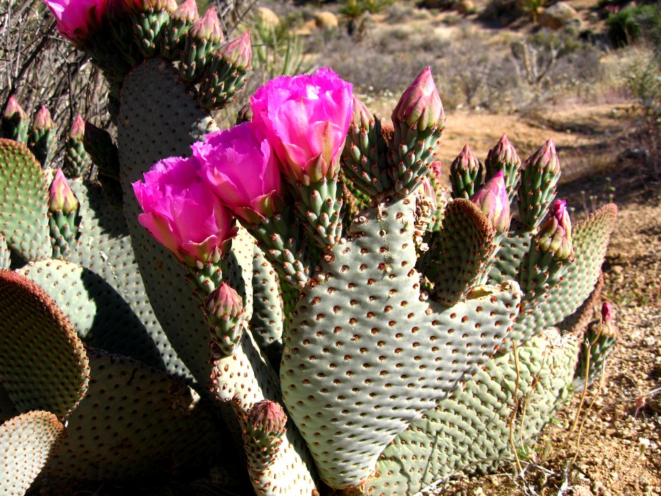 Opuntia basilaris, Beavertail