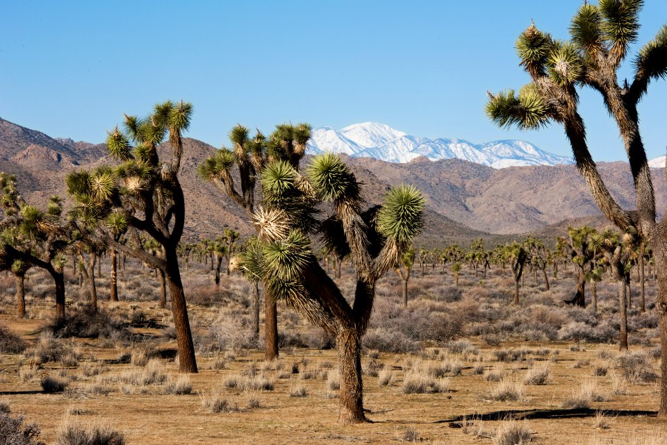 Joshua trees and snow capped mountains