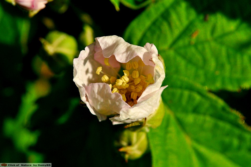 DAM1495 - Rosa canina