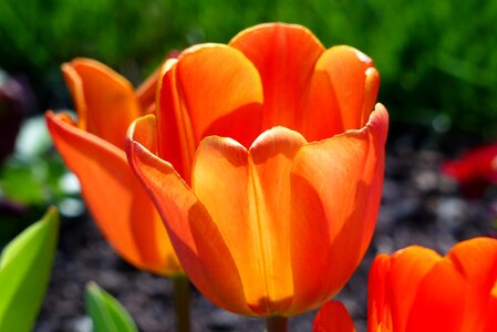 Tulip orange review photo