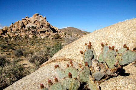 Beavertail cactus (Opuntia basilaris) on granite