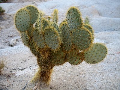 Opuntia chlorotica, Wonderland Wash