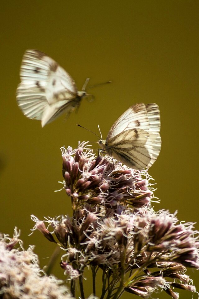 Close up insect nature