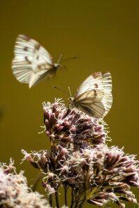 Close up insect nature photo